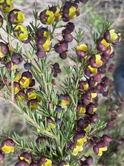 Boronia megastigma