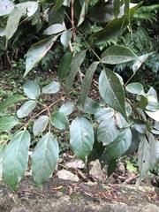 Nekemias cantoniensis, photograph 鄭雪雲, CC BY, iNaturalist via GBIF