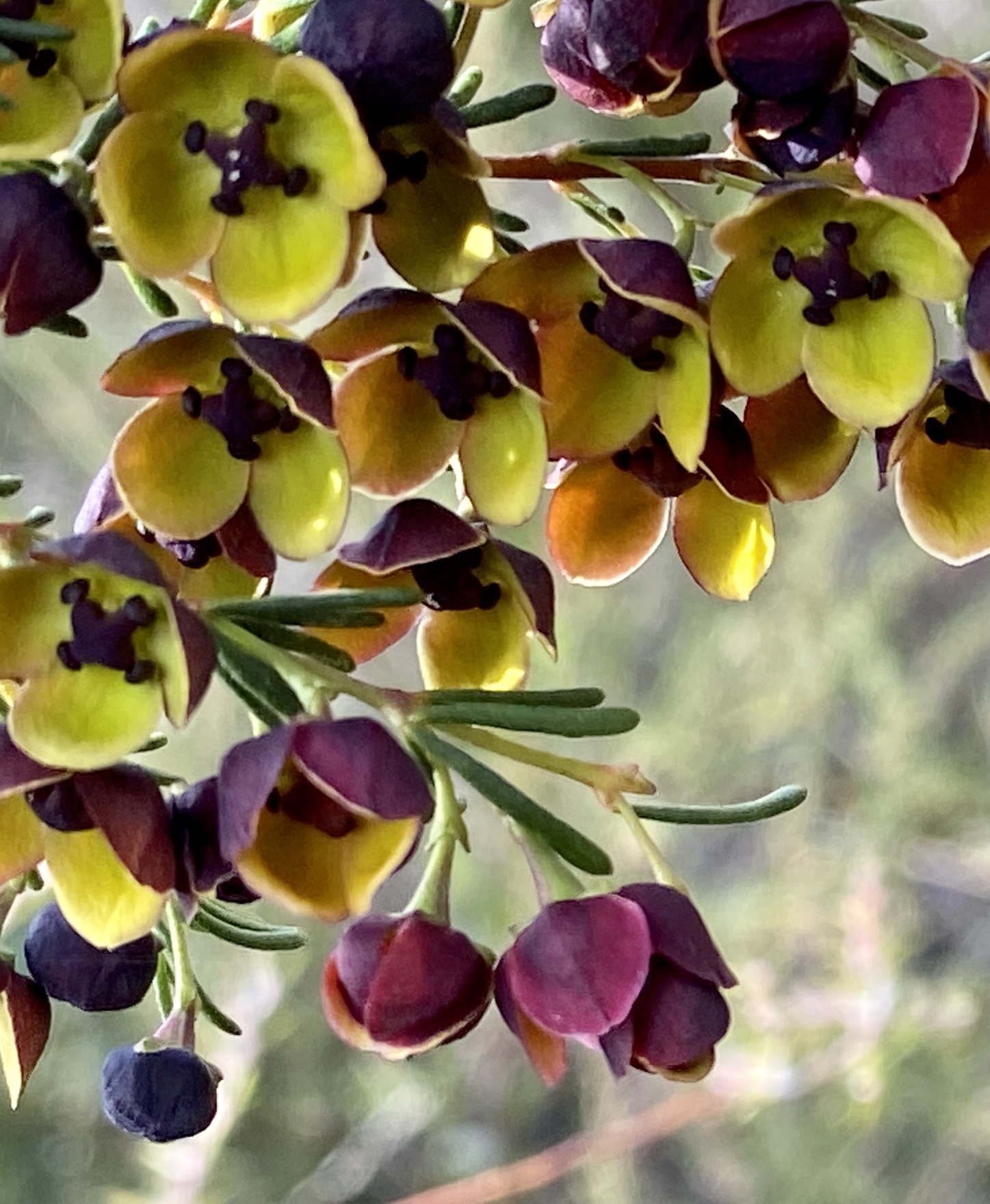 Boronia megastigma