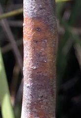 Boronia megastigma