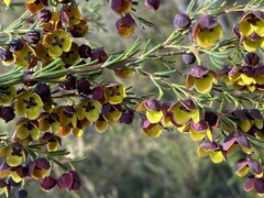 Boronia megastigma