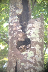 Margarobyas lawrencii