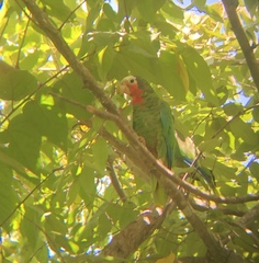 Amazona leucocephala