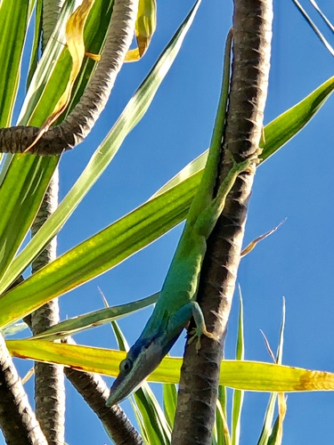 Allison's Anole