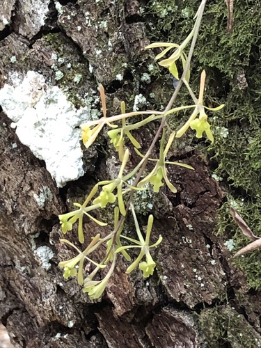 Epidendrum conopseum, photograph 3