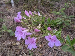 Fridericia platyphylla