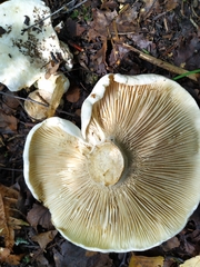 Lactifluus bertillonii