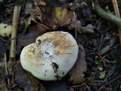 Lactifluus bertillonii