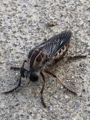 Heteropogon macerinus