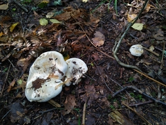 Lactifluus bertillonii