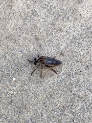 Heteropogon macerinus