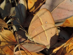 Brakefieldia simonsii