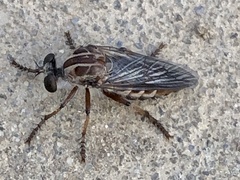 Heteropogon macerinus