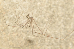 Crossopriza