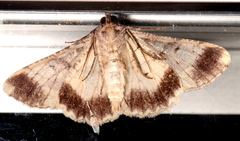 Gastrinodes bitaeniaria