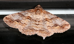 Gastrinodes bitaeniaria