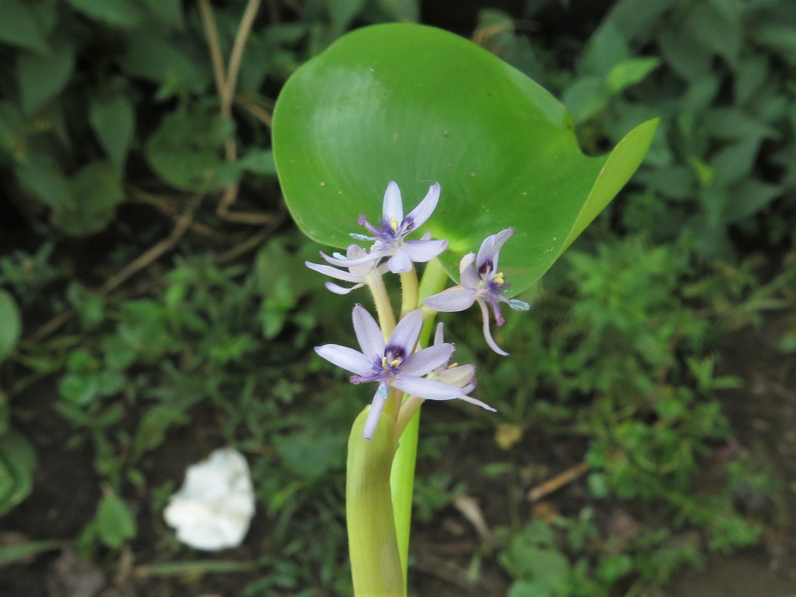 Heteranthera missouriensis
