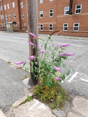 Buddleja davidii