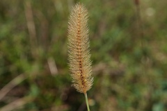 Setaria pallide-fusca