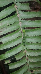 Callopistria floridensis