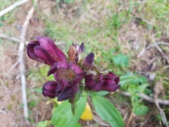 Gentiana pannonica