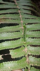 Callopistria floridensis