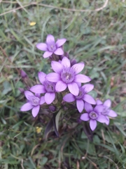 Gentianella anisodonta