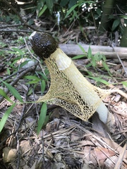 Phallus luteus