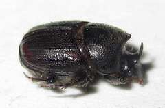 Onthophagus lamelliger
