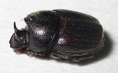 Onthophagus lamelliger