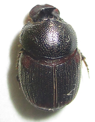 Onthophagus lamelliger