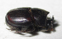 Onthophagus lamelliger