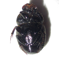 Onthophagus lamelliger
