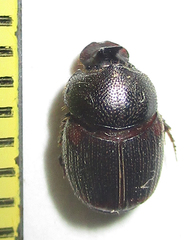 Onthophagus lamelliger