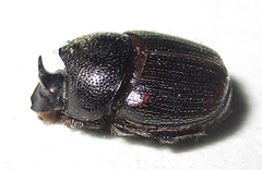 Onthophagus lamelliger