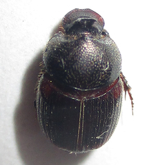 Onthophagus lamelliger