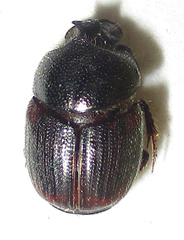 Onthophagus lamelliger