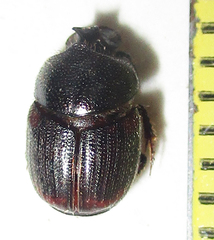 Onthophagus lamelliger
