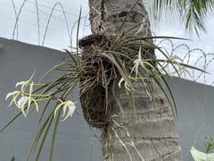 Brassavola