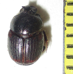 Onthophagus lamelliger