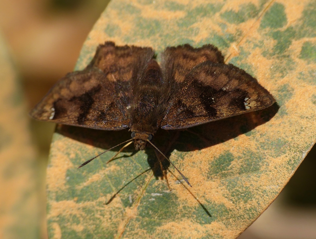 Nisoniades macarius