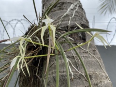 Brassavola