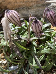 Silene uralensis