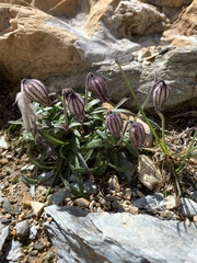 Silene uralensis
