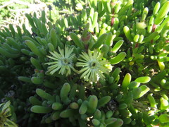 Delosperma crassum