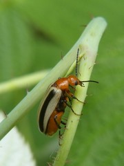 Zonitis bilineata