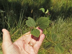 Rhynchosia difformis