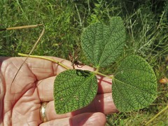 Rhynchosia difformis