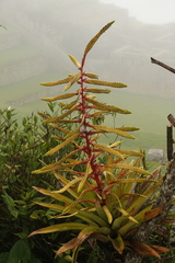 Tillandsia fendleri