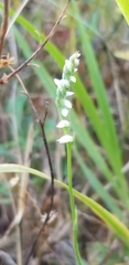 Spiranthes lacera